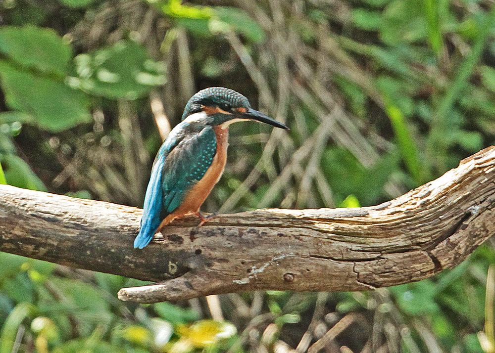 　　　　葛西臨海公園の野鳥　　　　25.10.10._a0086482_2375312.jpg