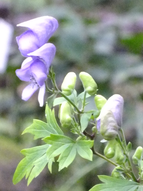 １０月４日　都立薬用植物園　その２_e0145782_17531225.jpg