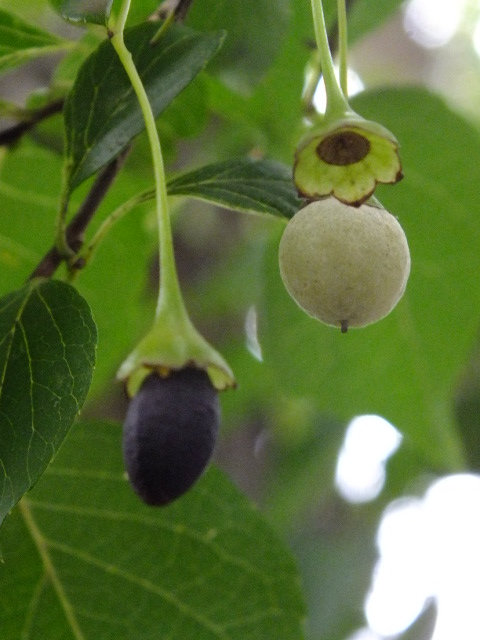 １０月４日　都立薬用植物園　その２_e0145782_17542546.jpg