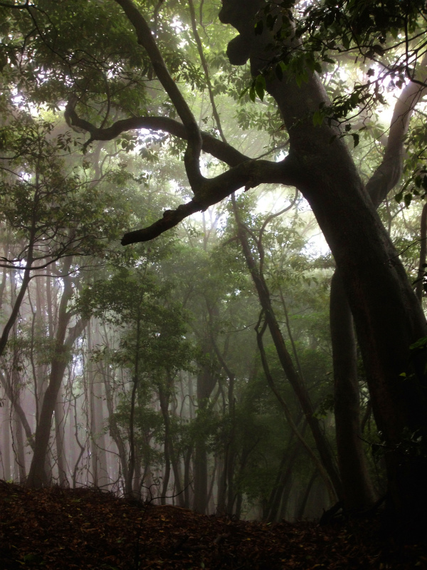 千葉県大塚山トレイルランニング_b0220886_1958473.jpg