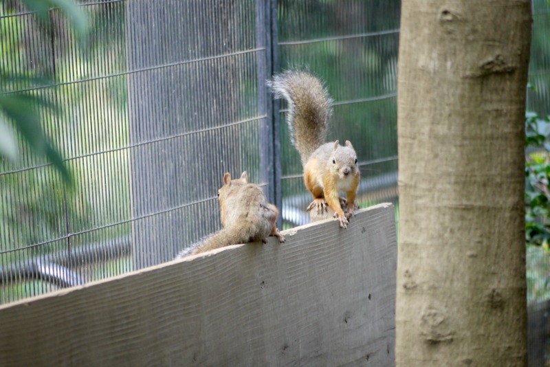 井の頭自然文化園②_a0127090_95063.jpg