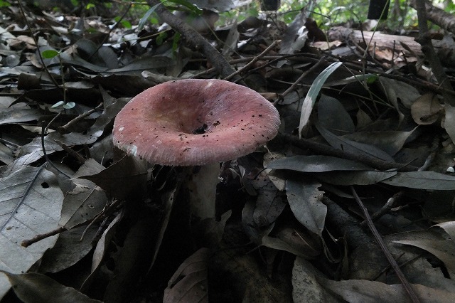 e0070891_17214720.jpg