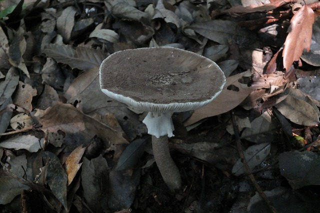 e0070891_17261414.jpg