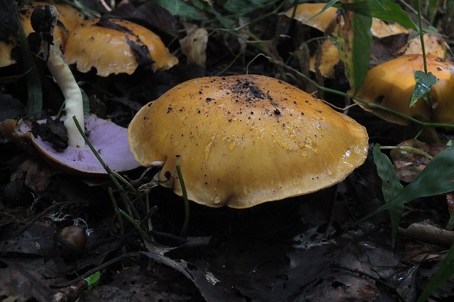 e0070891_17291894.jpg