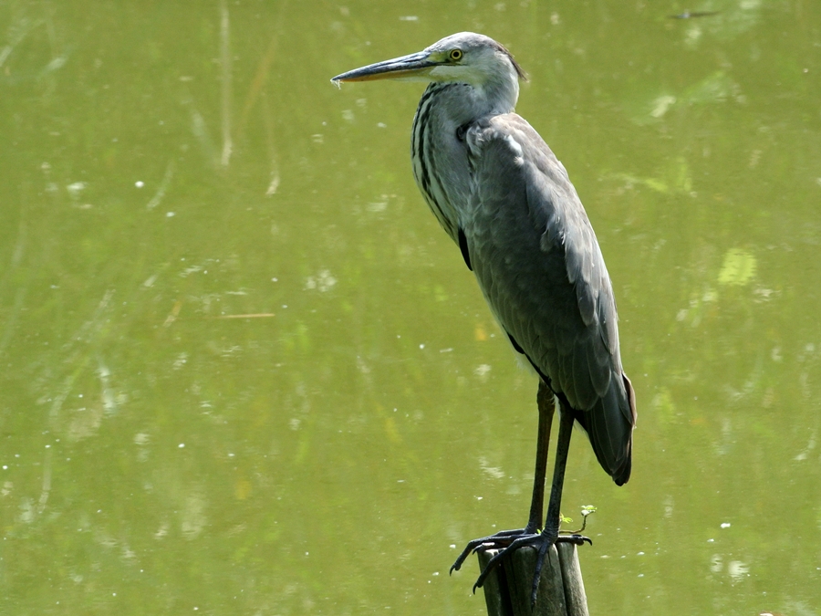 「サギばかりですみません」 アオサギ（蒼鷺）/Grey heron_a0223993_23285044.jpg