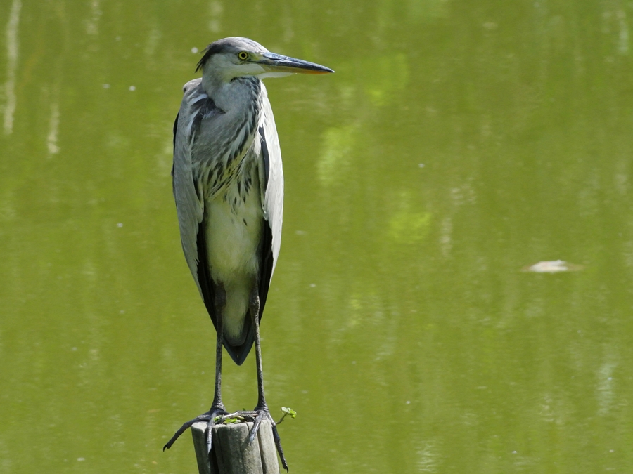 「サギばかりですみません」 アオサギ（蒼鷺）/Grey heron_a0223993_2329380.jpg