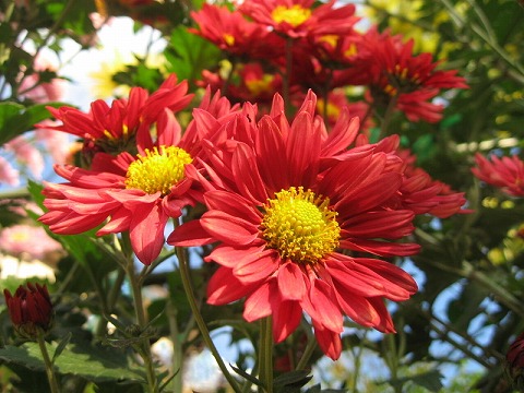 菊 赤 乙女座宮 菊 赤 乙女座宮