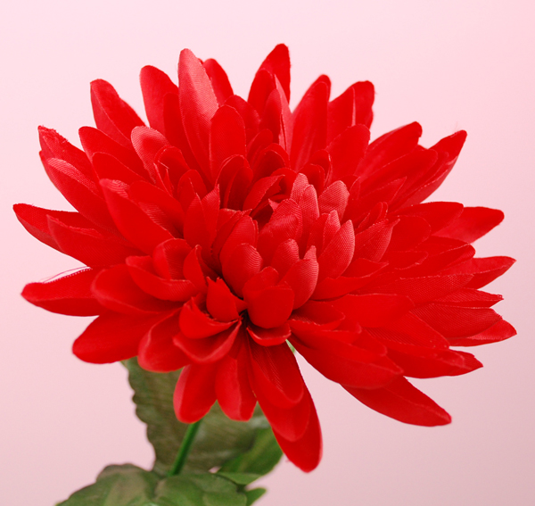 （321）根尾の菊花石赤菊、白菊2点セット 321）根尾の菊花石赤菊、白菊2点セット 321）根尾の菊花石赤菊