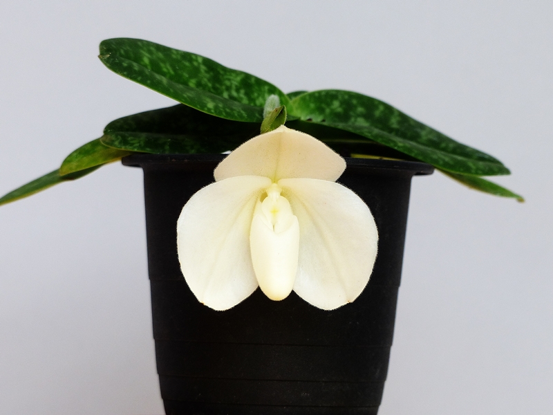 Paphiopedilum bellatulum fma. album (Q) その3 : 花咲か Paphiopedilum bellatulum fma. album (Q) その3 : 花咲か