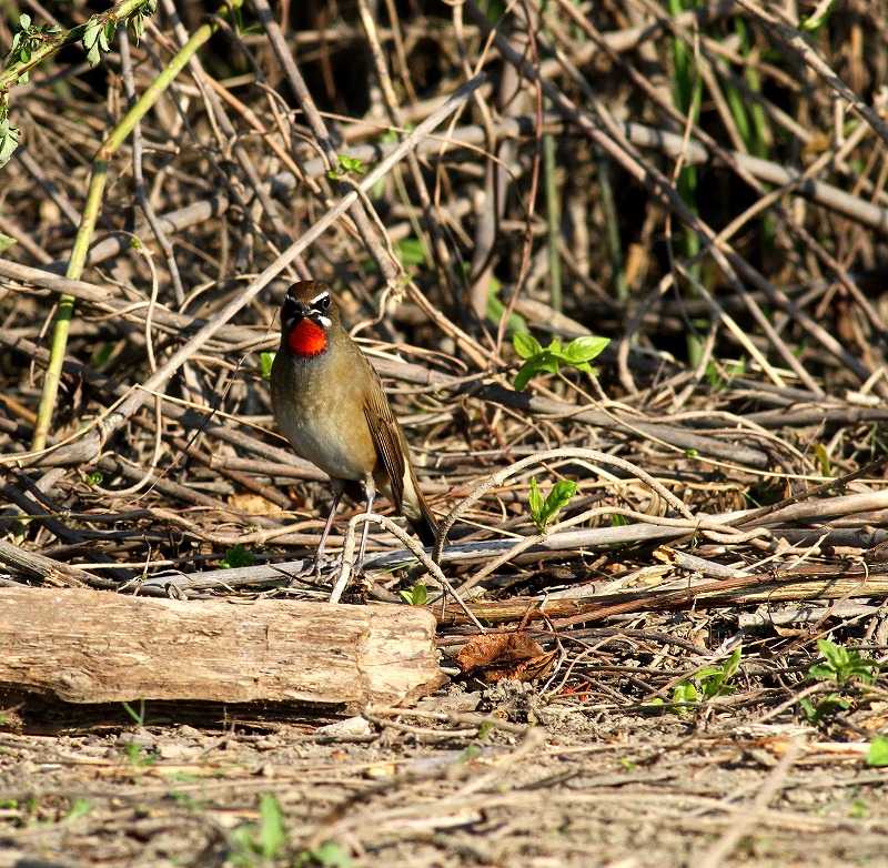 遠征後の初鳥見はノゴマ・・・_c0213607_20205612.jpg