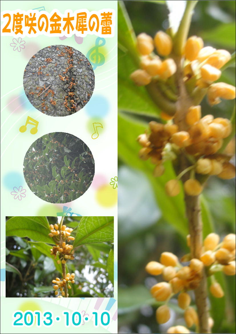 秋に2度咲く金木犀 キンモクセイ 13 10 10 徳ちゃん便り