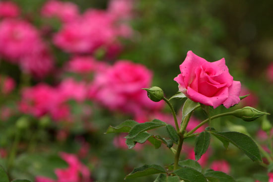 府立植物園 秋の花1_e0048413_17551930.jpg