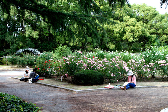 府立植物園 秋の花1_e0048413_17553467.jpg