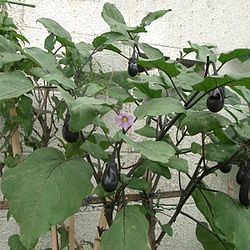 「私の辞書にナス科の文字はない」：偉大なスポーツ選手ほど野菜嫌い！？生野菜で老化が早まるか？_e0171614_88417.jpg