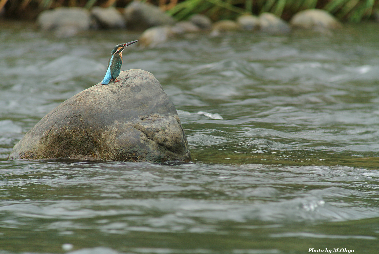 河原のカワセミは・・・_f0003418_20563378.jpg