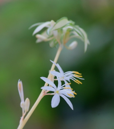 オリヅルランの花♪_b0266520_10213465.jpg