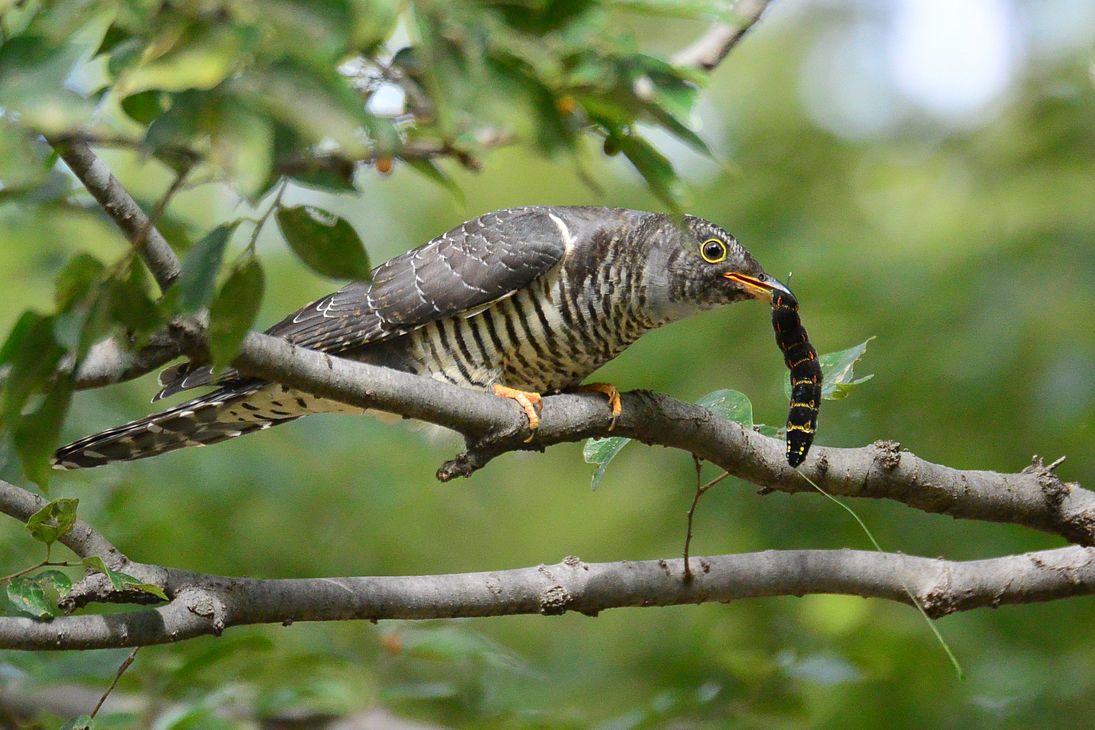 ツツドリが地上で狩り⇒訂正：カッコウ幼鳥とします。_a0031821_1922671.jpg