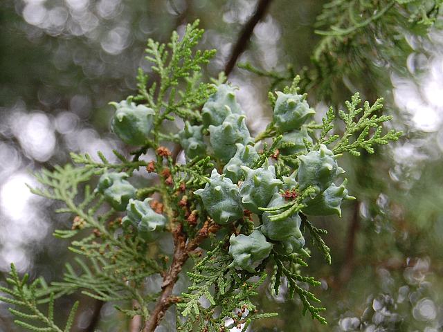 児の手柏 コノテガシワ 花の仲間調べ