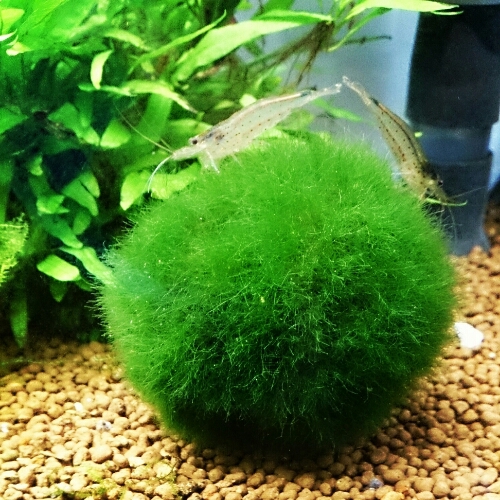 毬藻 Larghetto