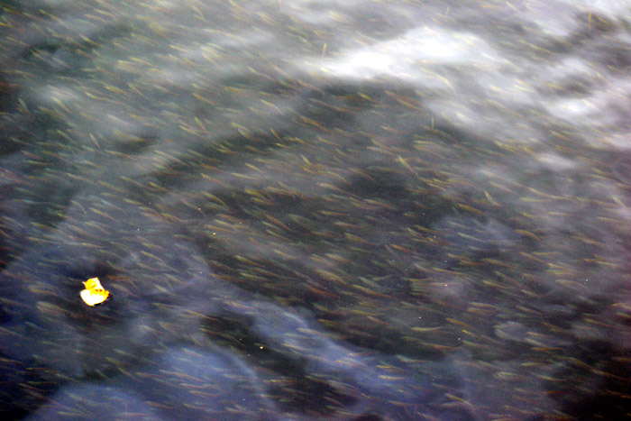 e0037129_9272861.jpg