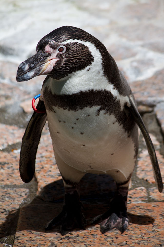 江戸川区自然動物園 その18 フンボルトペンギン_a0016730_20173920.jpg