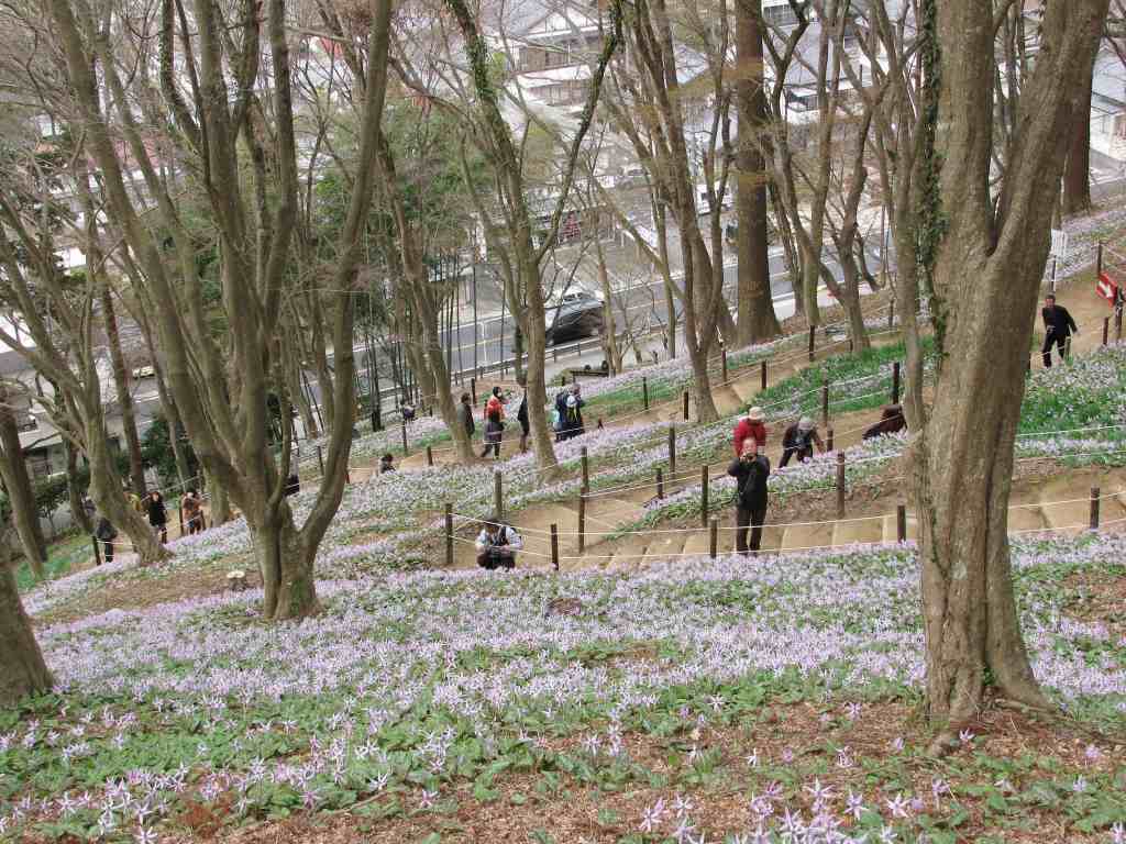 カタクリの群生地_c0172139_03957.jpg