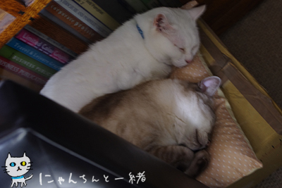 今夜は甘えん坊_e0031853_5435240.jpg