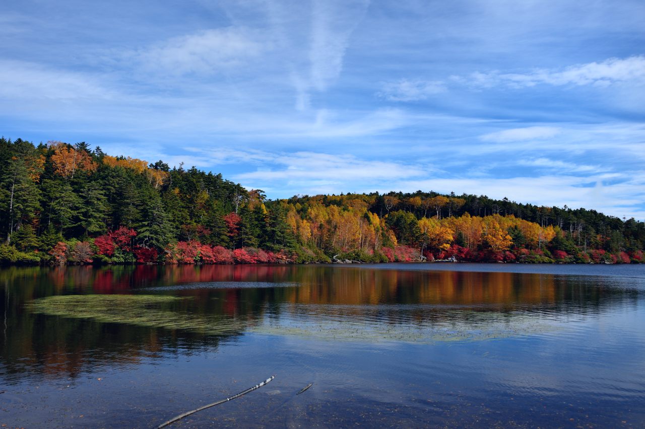 白駒池の紅葉～2013～_e0131355_9393039.jpg