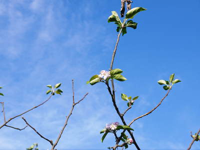 株式会社旬援隊 季節はずれのリンゴの花と草生栽培のお話_a0254656_17305351.jpg