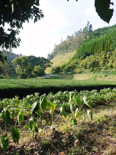 株式会社旬援隊 季節はずれのリンゴの花と草生栽培のお話_a0254656_18122636.jpg