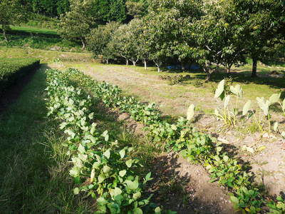 株式会社旬援隊 季節はずれのリンゴの花と草生栽培のお話_a0254656_1874069.jpg