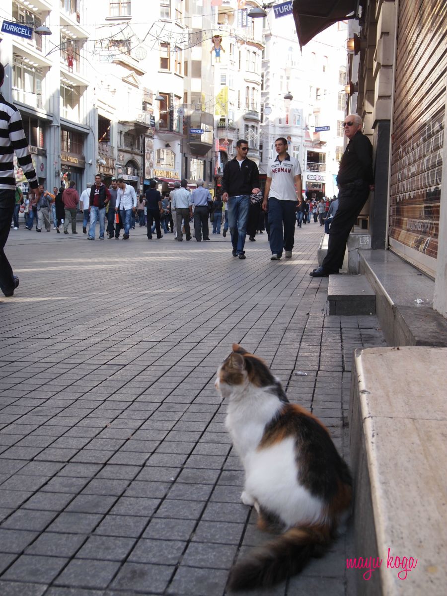 イスタンブールは猫の街_e0255060_23204359.jpg