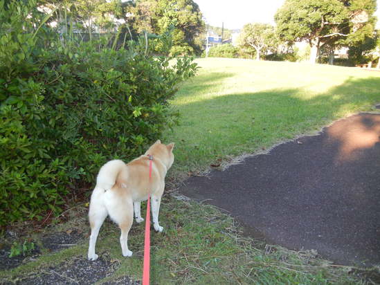 ’13,10,10(木)ブルーベリーヒルにお散歩に~!_f0060461_14313579.jpg