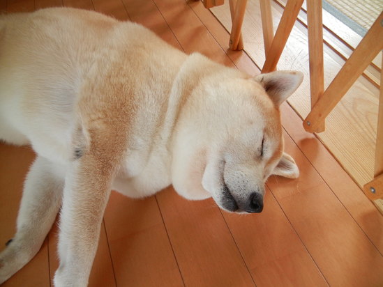 ’13,10,10(木)ブルーベリーヒルにお散歩に~!_f0060461_14364267.jpg
