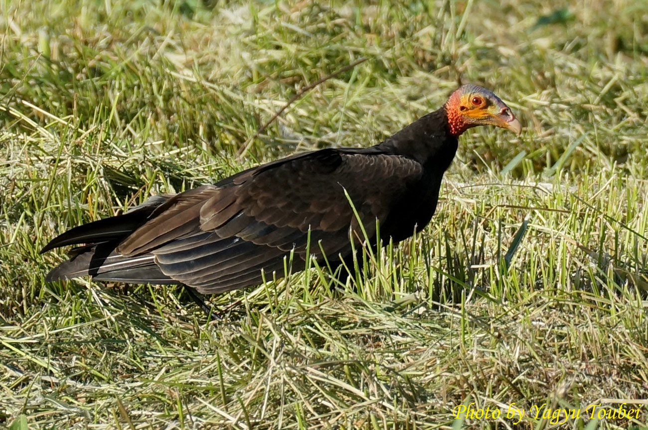 舞い降りたハゲワシ とことん写真