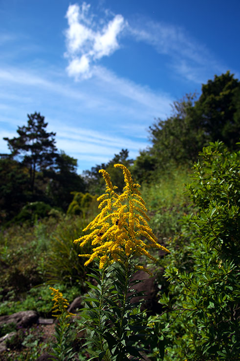 １０月のフラワーセンターの花　No2_e0153076_22202720.jpg