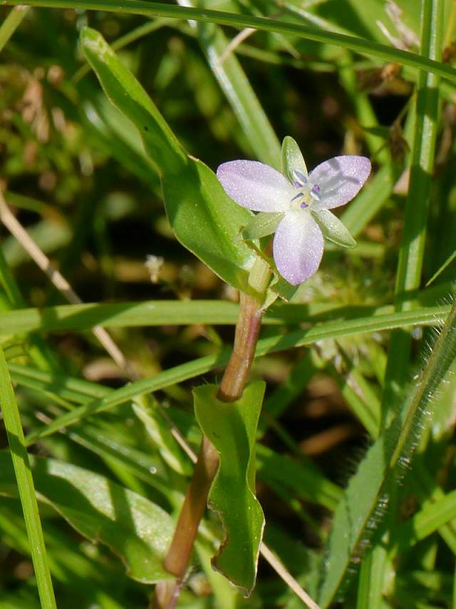 イボクサ（疣草）、アカシマサシガメ（赤縞刺亀虫）_d0088184_21383787.jpg