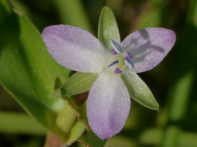 イボクサ（疣草）、アカシマサシガメ（赤縞刺亀虫）_d0088184_21384833.jpg