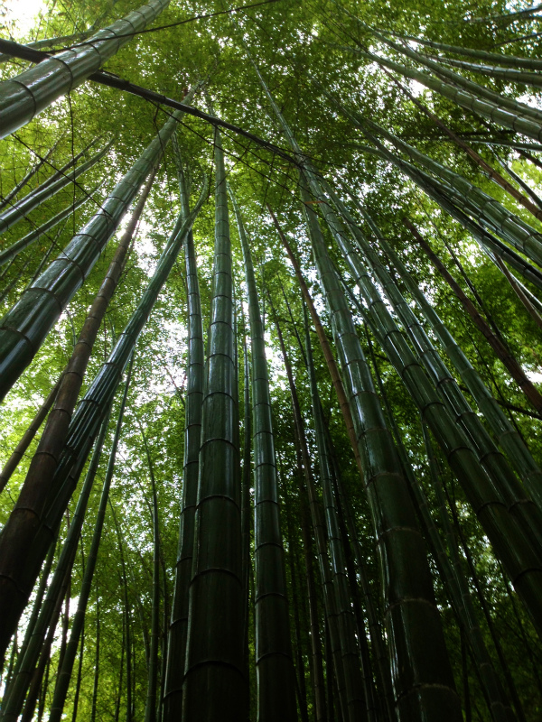 千葉県大塚山トレイルランニング_b0220886_105490.jpg