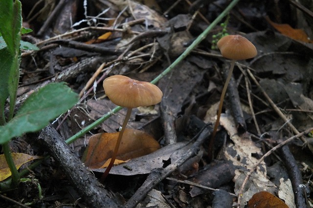 e0070891_1723445.jpg