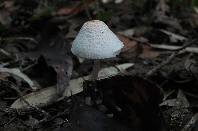 e0070891_17264464.jpg