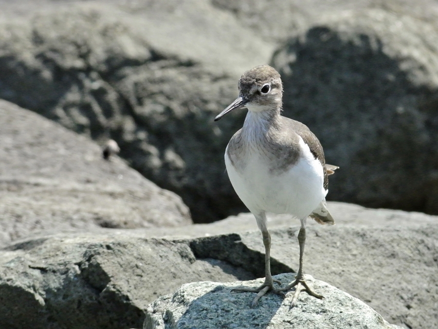 イソシギ（磯鷸）/Common Sandpiper_a0223993_23261115.jpg