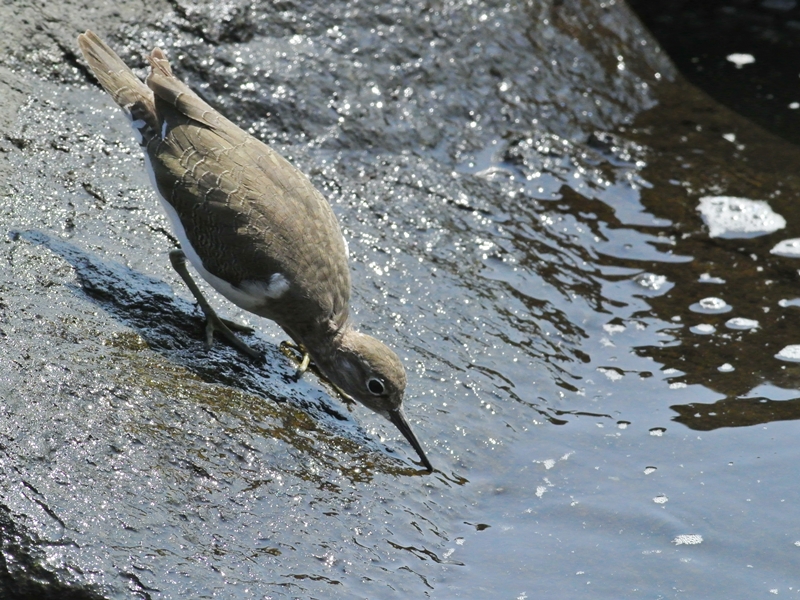 イソシギ（磯鷸）/Common Sandpiper_a0223993_23262327.jpg