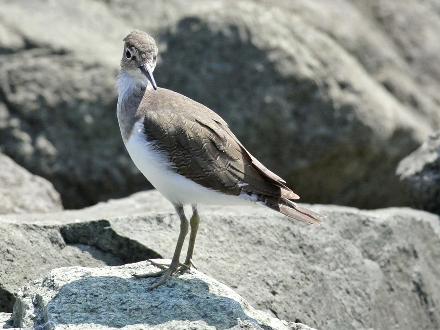 イソシギ（磯鷸）/Common Sandpiper_a0223993_23265858.jpg