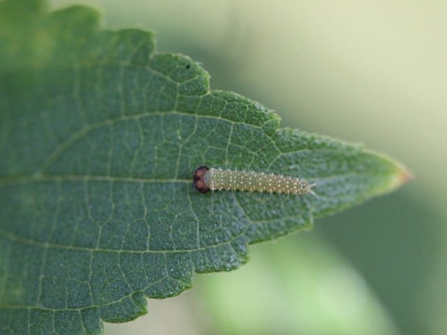 b0194593_16305833.jpg