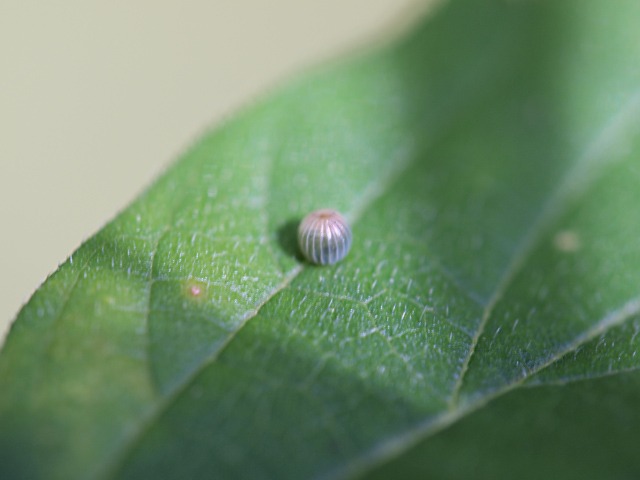 b0194593_16325020.jpg