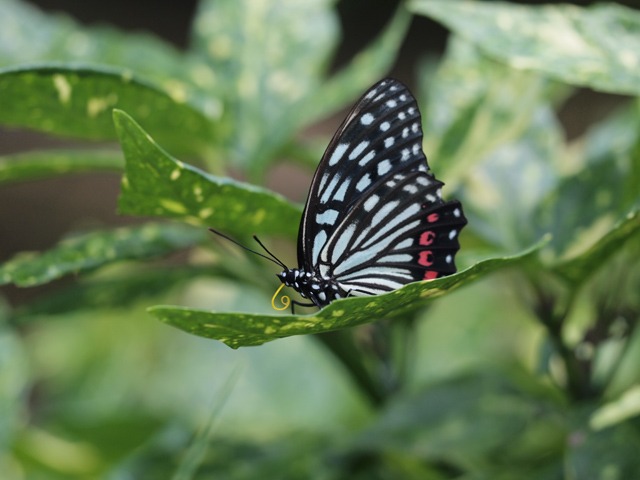 b0194593_16331696.jpg