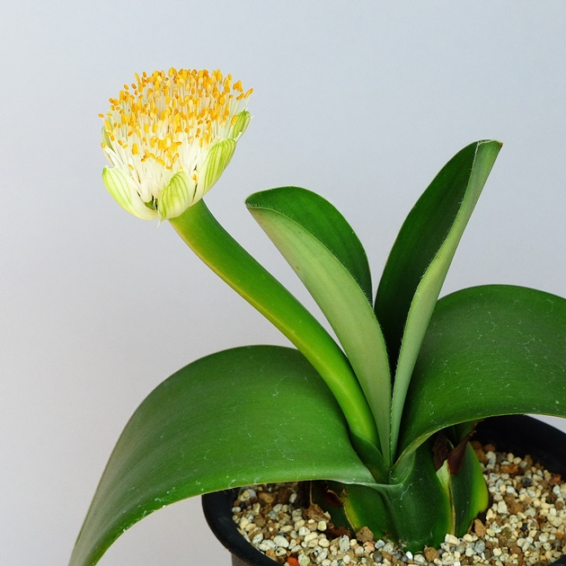 Haemanthus albiflos （マユハケオモト） その２_a0267399_17571588.jpg