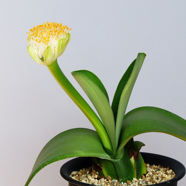 Haemanthus albiflos （マユハケオモト） その２_a0267399_17573838.jpg