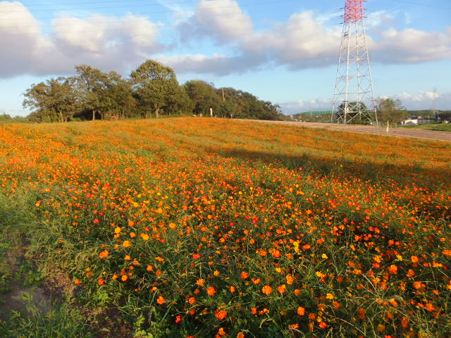 愛知牧場の秋桜（コスモス）_a0271502_19455139.jpg